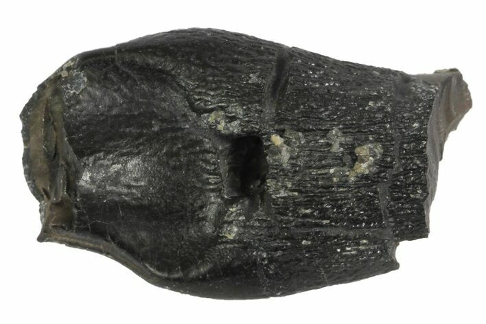 Juvenile Camarasaurus Tooth - Bone Cabin Quarry, Wyoming #163397